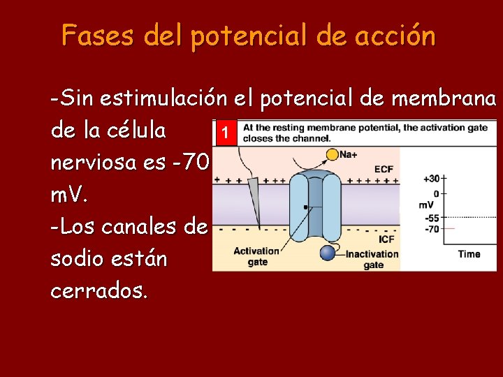 Fases del potencial de acción -Sin estimulación el potencial de membrana de la célula