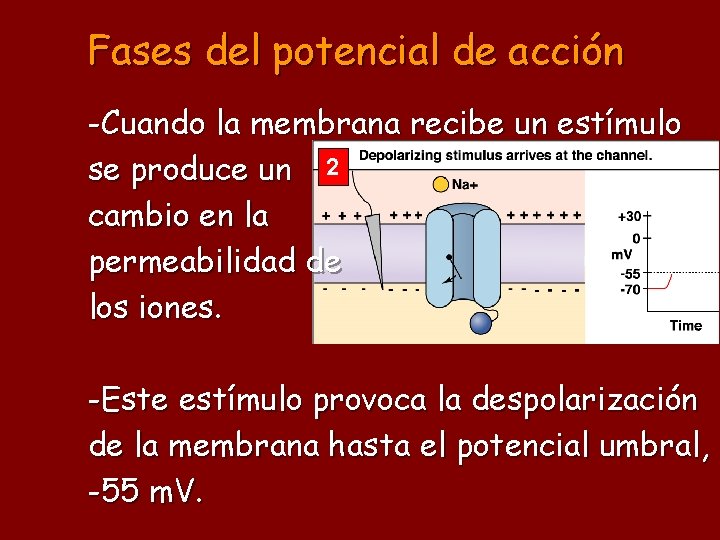 Fases del potencial de acción -Cuando la membrana recibe un estímulo se produce un