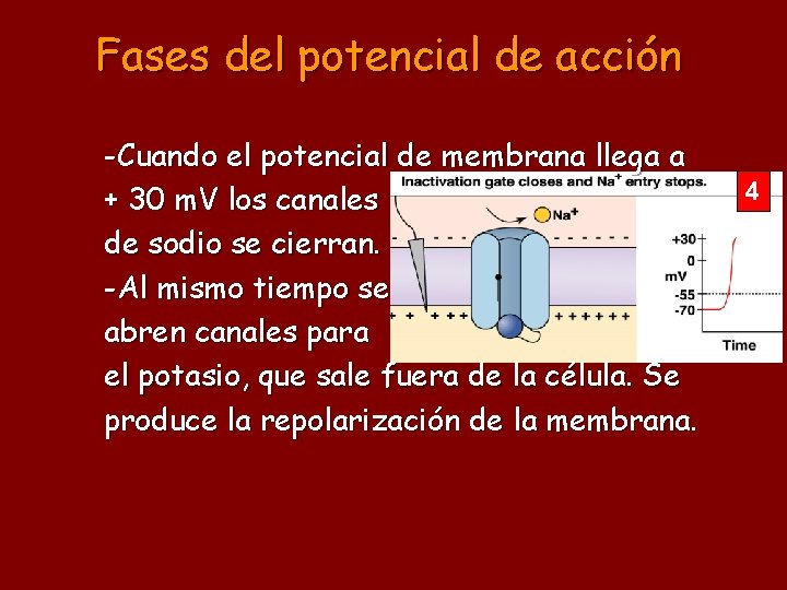 Fases del potencial de acción -Cuando el potencial de membrana llega a + 30