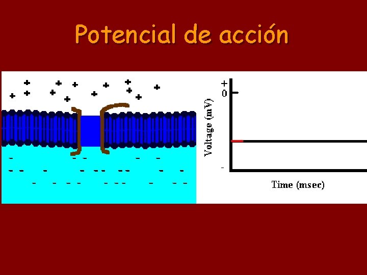 Potencial de acción 