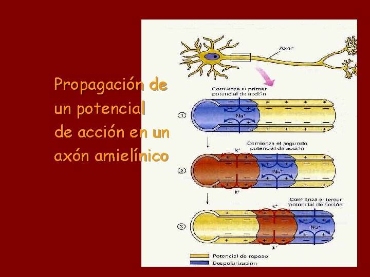 Propagación de un potencial de acción en un axón amielínico 