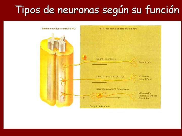 Tipos de neuronas según su función 