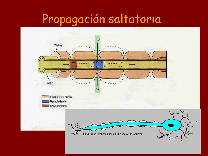 Propagación saltatoria 