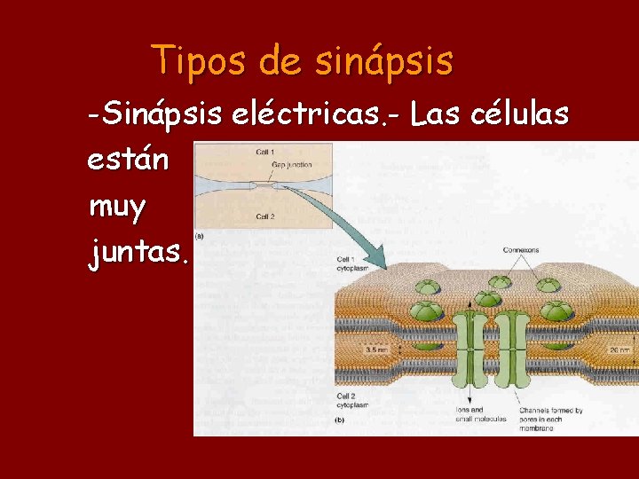 Tipos de sinápsis -Sinápsis eléctricas. - Las células están muy juntas. 