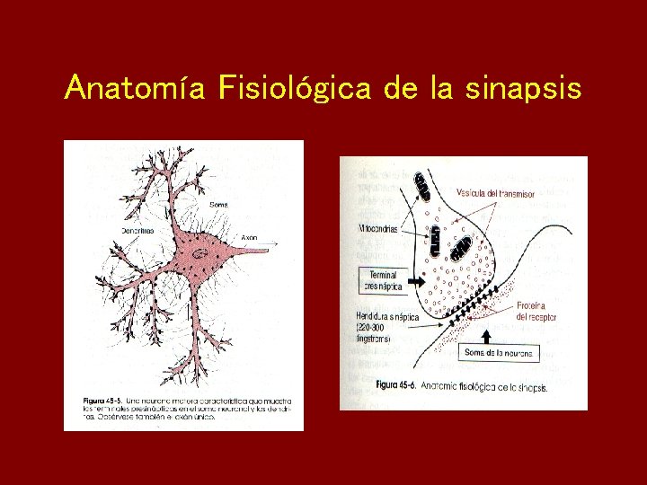 Anatomía Fisiológica de la sinapsis 