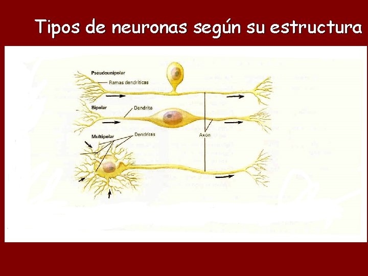 Tipos de neuronas según su estructura 