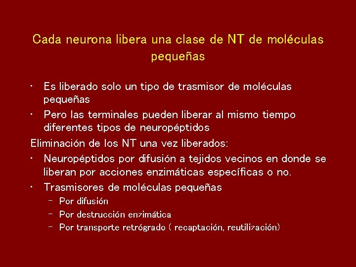 Cada neurona libera una clase de NT de moléculas pequeñas • Es liberado solo