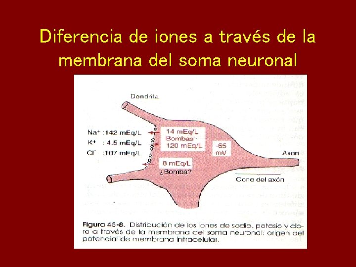 Diferencia de iones a través de la membrana del soma neuronal 