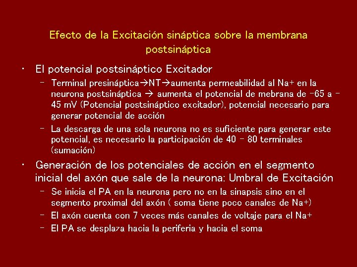 Efecto de la Excitación sináptica sobre la membrana postsináptica • El potencial postsináptico Excitador