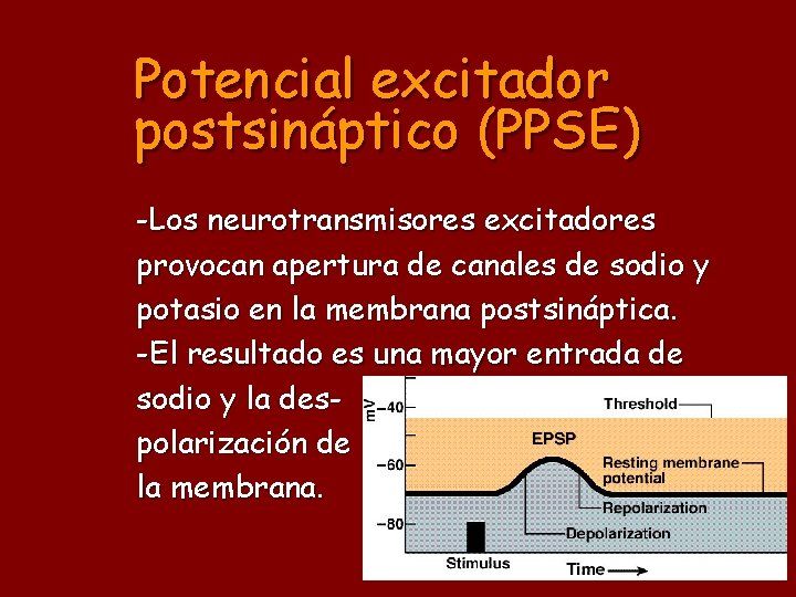 Potencial excitador postsináptico (PPSE) -Los neurotransmisores excitadores provocan apertura de canales de sodio y
