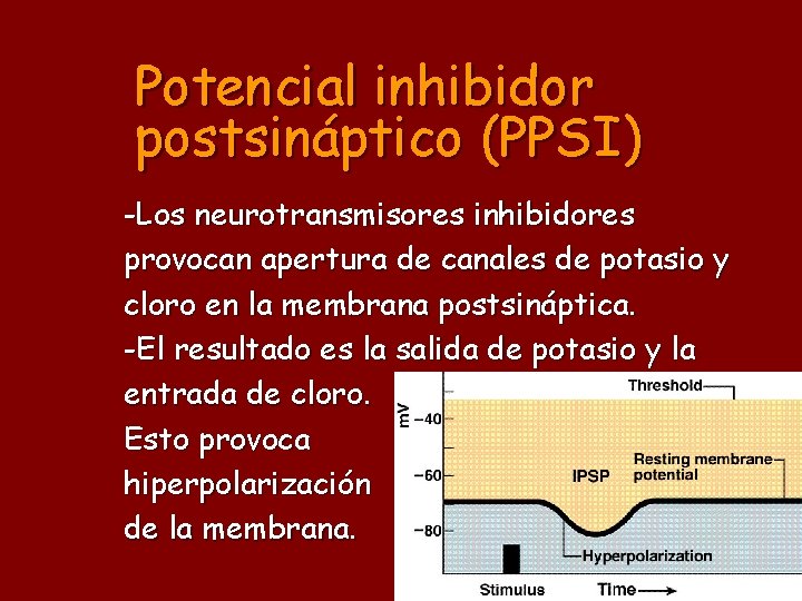 Potencial inhibidor postsináptico (PPSI) -Los neurotransmisores inhibidores provocan apertura de canales de potasio y