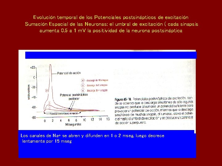 Evolución temporal de los Potenciales postsinápticos de excitación Sumación Espacial de las Neuronas: el