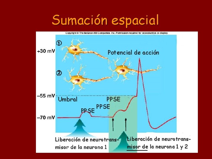 Sumación espacial Potencial de acción Umbral PPSE Liberación de neurotransmisor de la neurona 1