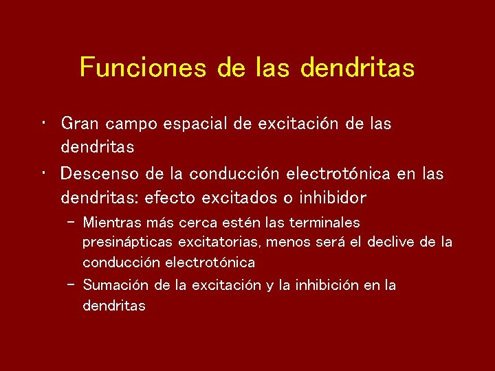 Funciones de las dendritas • Gran campo espacial de excitación de las dendritas •