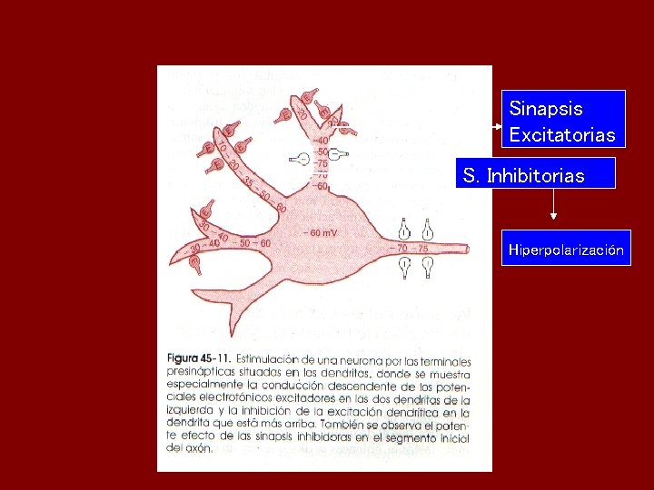 Sinapsis Excitatorias S. Inhibitorias Hiperpolarización 
