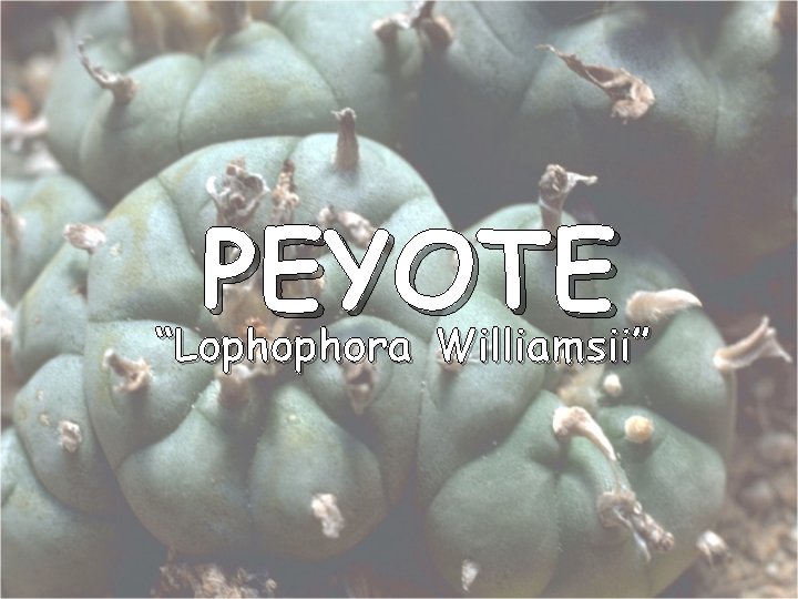 PEYOTE “Lophophora Williamsii” 
