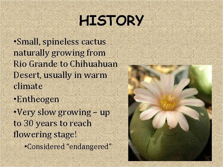 HISTORY • Small, spineless cactus naturally growing from Rio Grande to Chihuahuan Desert, usually