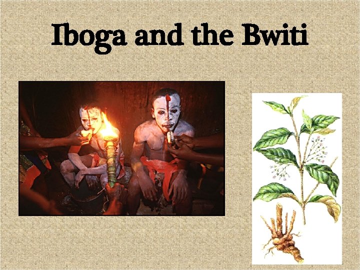 Iboga and the Bwiti 