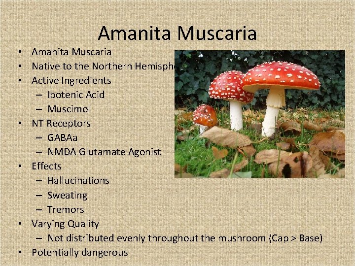 Amanita Muscaria • Amanita Muscaria • Native to the Northern Hemisphere • Active Ingredients