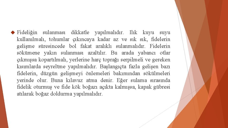  Fideliğin sulanması dikkatle yapılmalıdır. Ilık kuyu suyu kullanılmalı, tohumlar çıkıncaya kadar az ve