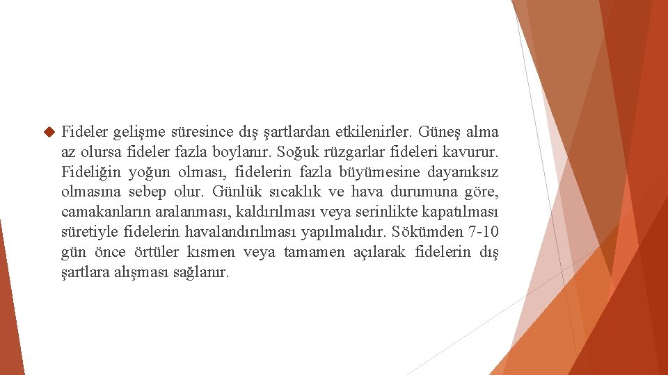  Fideler gelişme süresince dış şartlardan etkilenirler. Güneş alma az olursa fideler fazla boylanır.