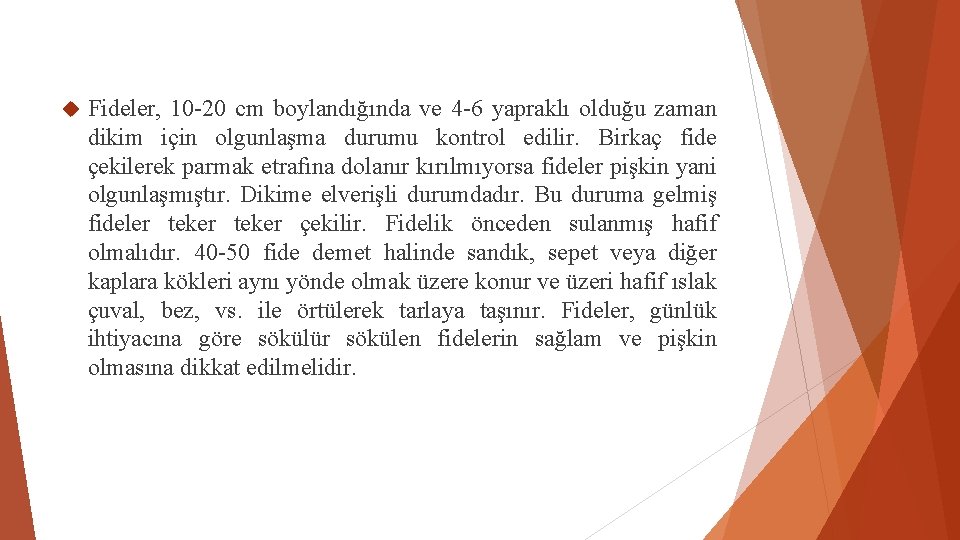  Fideler, 10 -20 cm boylandığında ve 4 -6 yapraklı olduğu zaman dikim için