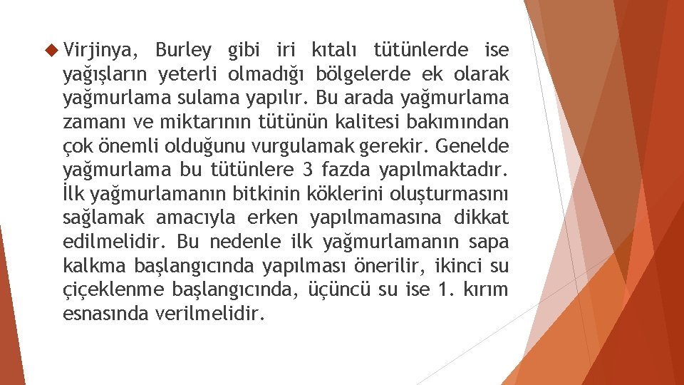  Virjinya, Burley gibi iri kıtalı tütünlerde ise yağışların yeterli olmadığı bölgelerde ek olarak