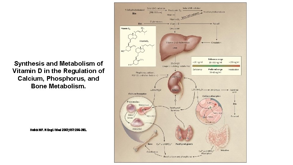 Synthesis and Metabolism of Vitamin D in the Regulation of Calcium, Phosphorus, and Bone