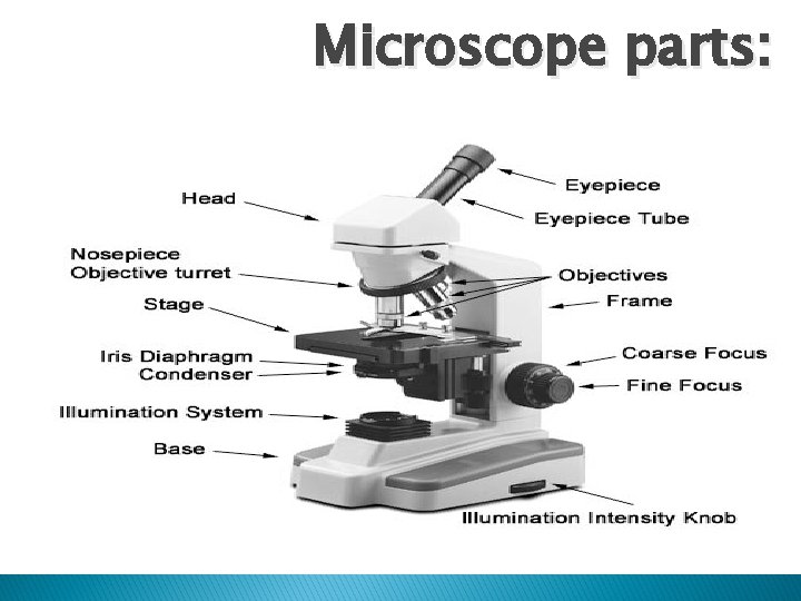 Microscope parts: 
