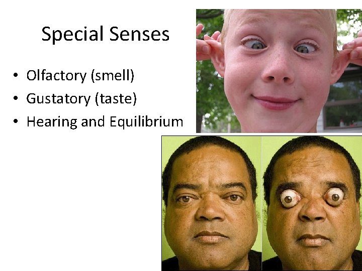 Special Senses • Olfactory (smell) • Gustatory (taste) • Hearing and Equilibrium 