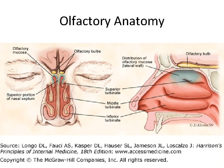 Olfactory Anatomy 