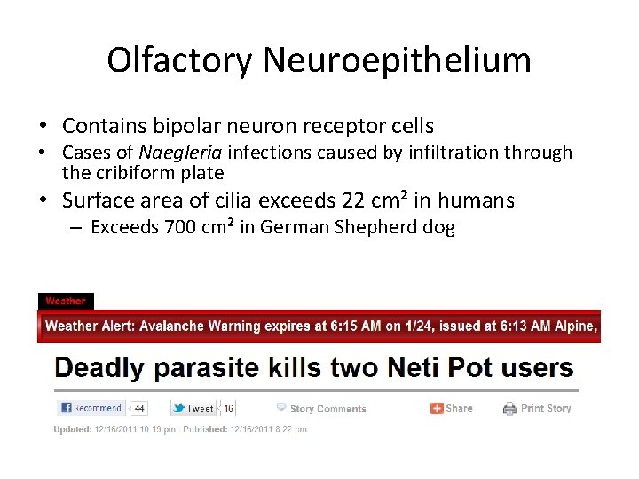 Olfactory Neuroepithelium • Contains bipolar neuron receptor cells • Cases of Naegleria infections caused