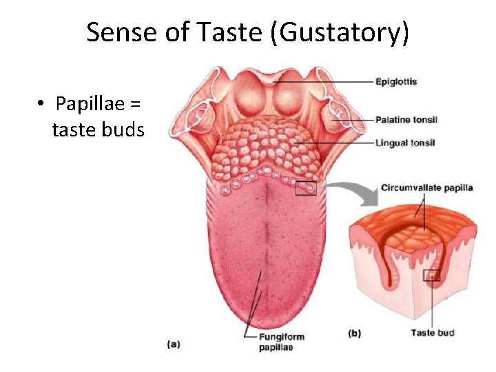 Sense of Taste (Gustatory) • Papillae = taste buds 