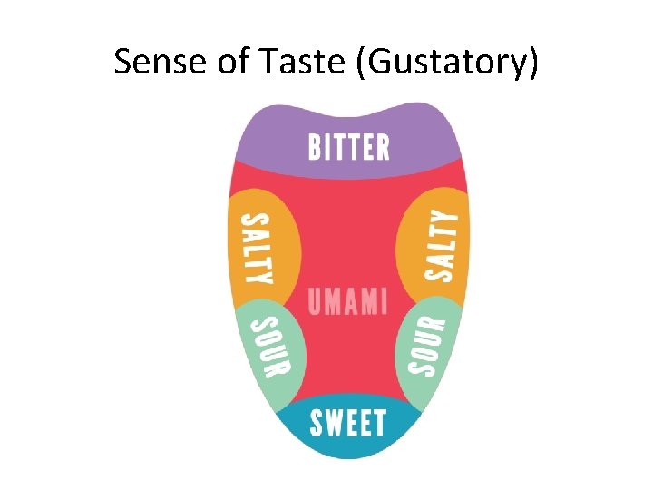 Sense of Taste (Gustatory) 