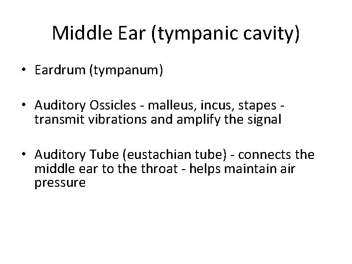 Middle Ear (tympanic cavity) • Eardrum (tympanum) • Auditory Ossicles - malleus, incus, stapes