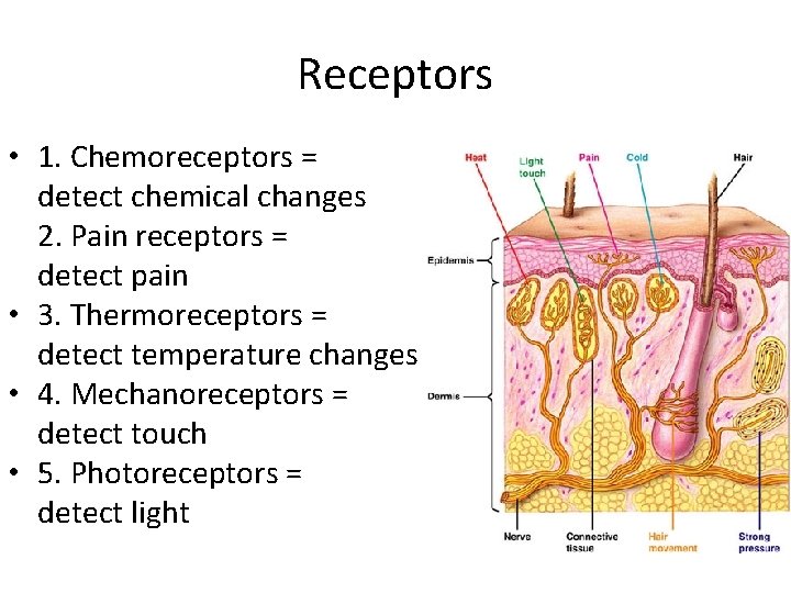 Receptors • 1. Chemoreceptors = detect chemical changes 2. Pain receptors = detect pain