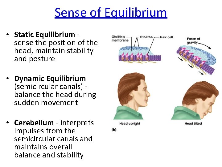 Sense of Equilibrium • Static Equilibrium sense the position of the head, maintain stability