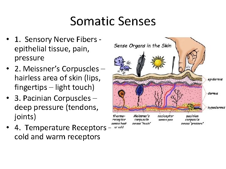 Somatic Senses • 1. Sensory Nerve Fibers epithelial tissue, pain, pressure • 2. Meissner’s