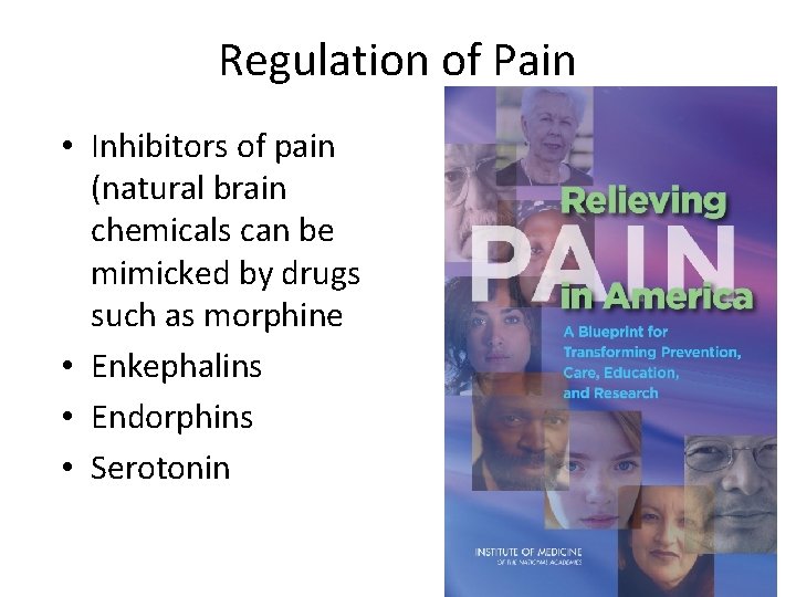 Regulation of Pain • Inhibitors of pain (natural brain chemicals can be mimicked by