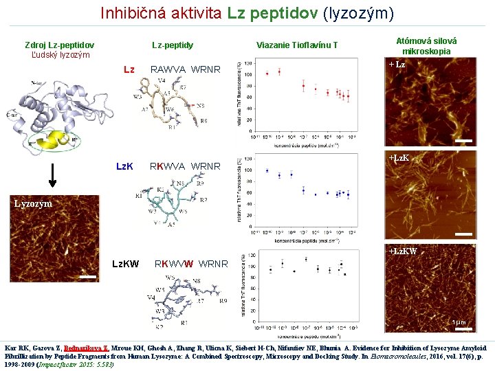 Inhibičná aktivita Lz peptidov (lyzozým) Zdroj Lz-peptidov Ľudský lyzozým Lz-peptidy Lz RAWVA WRNR Lz.