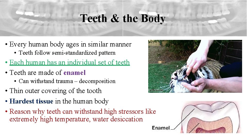 Teeth & the Body • Every human body ages in similar manner • Teeth