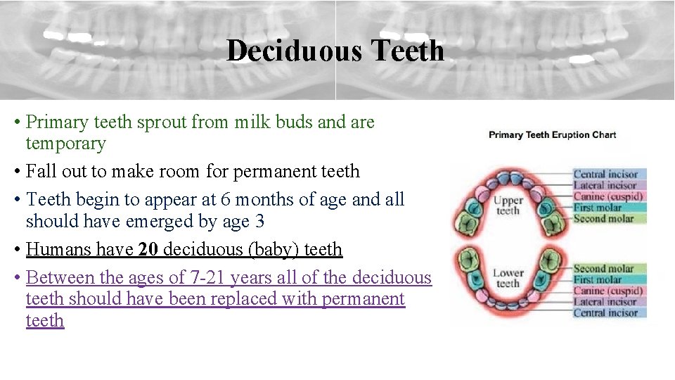 Deciduous Teeth • Primary teeth sprout from milk buds and are temporary • Fall