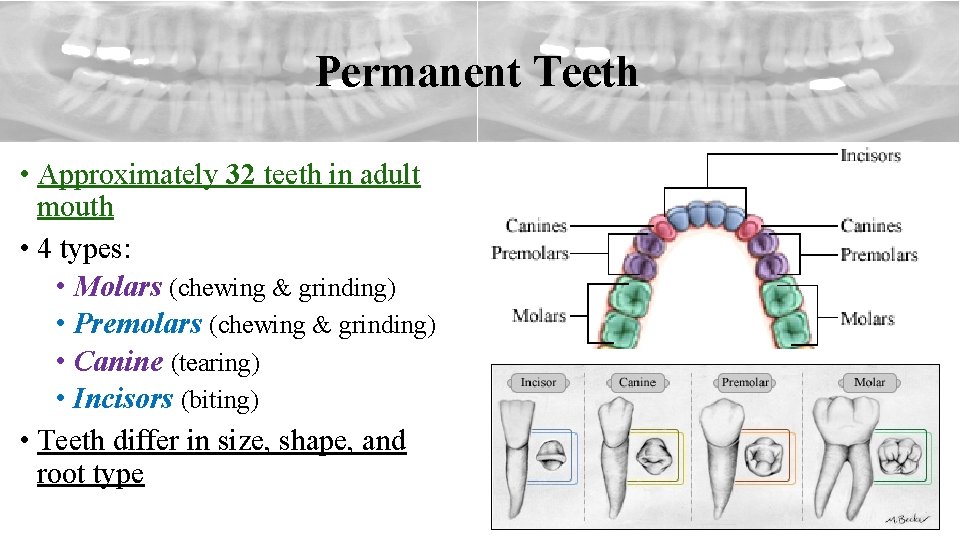 Permanent Teeth • Approximately 32 teeth in adult mouth • 4 types: • Molars