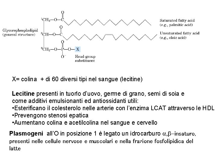 X= colina + di 60 diversi tipi nel sangue (lecitine) Lecitine presenti in tuorlo