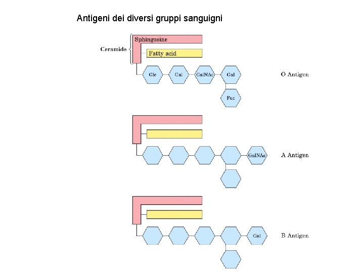 Antigeni dei diversi gruppi sanguigni 