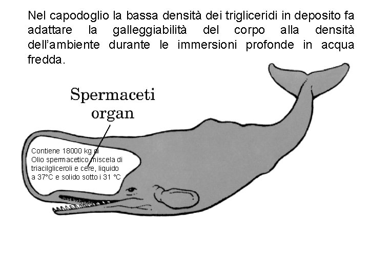 Nel capodoglio la bassa densità dei trigliceridi in deposito fa adattare la galleggiabilità del