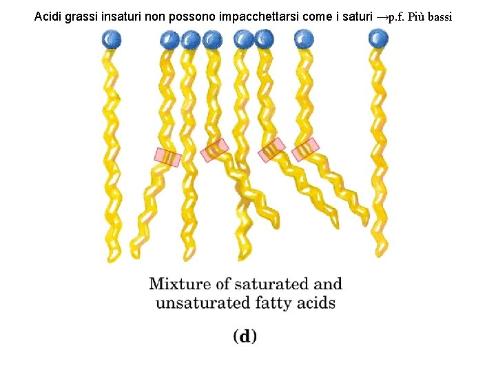 Acidi grassi insaturi non possono impacchettarsi come i saturi →p. f. Più bassi 