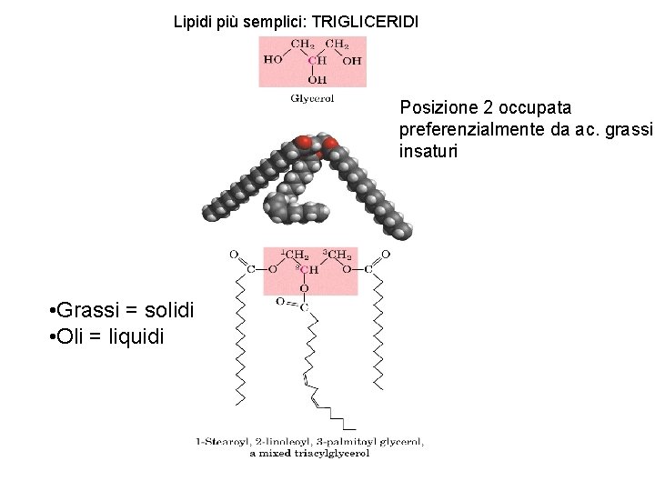 Lipidi più semplici: TRIGLICERIDI Posizione 2 occupata preferenzialmente da ac. grassi insaturi • Grassi