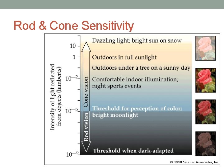 Rod & Cone Sensitivity 