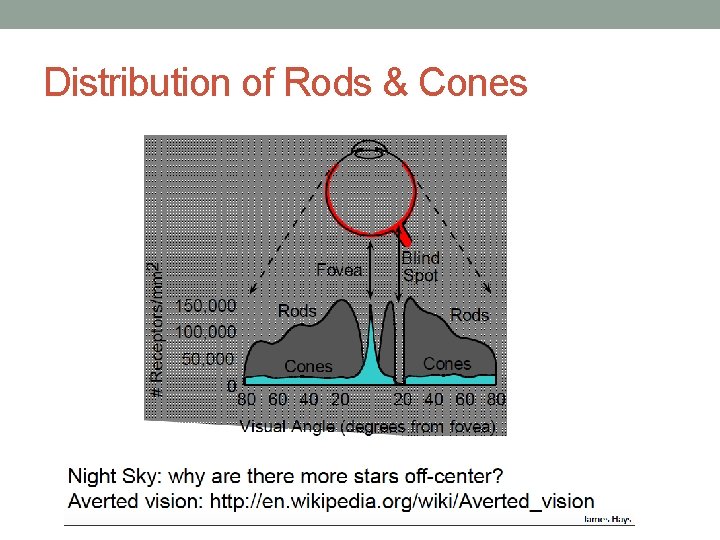 Distribution of Rods & Cones 